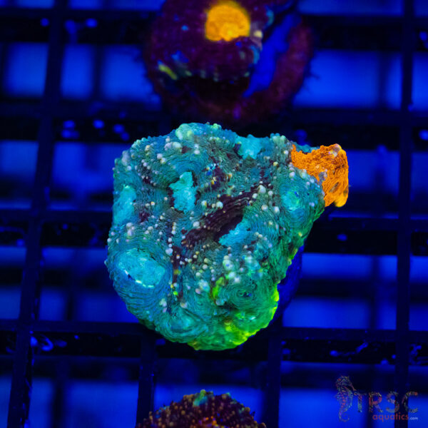 TR Orange/Green Mix Acan Echinata H07