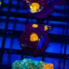 TR Midnight Blue Acan Echinata H08