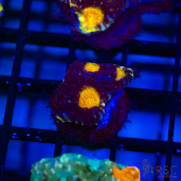 TR Midnight Blue Acan Echinata H08