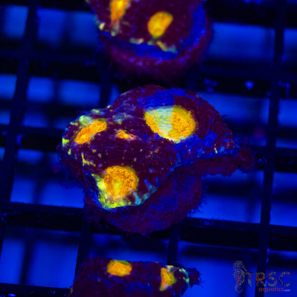 TR Midnight Blue Acan Echinata H09