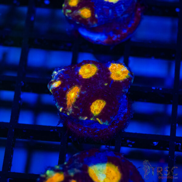 TR Midnight Blue Acan Echinata H10