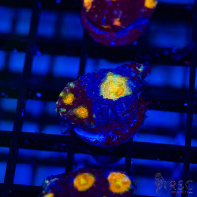 TR Midnight Blue Acan Echinata H11