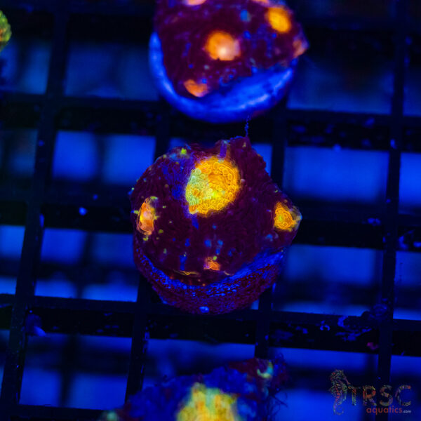 TR Midnight Blue Acan Echinata H12