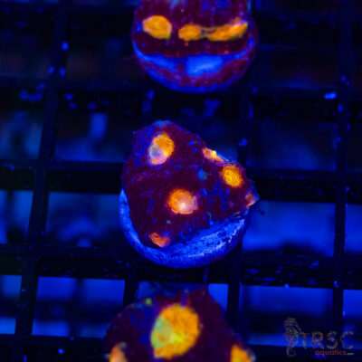 TR Midnight Blue Acan Echinata H13