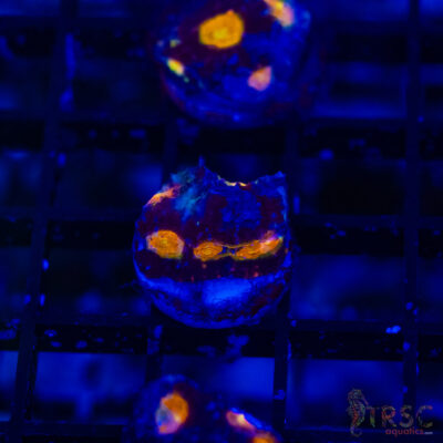 TR Midnight Blue Acan Echinata H14