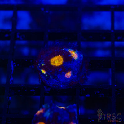 TR Midnight Blue Acan Echinata H15