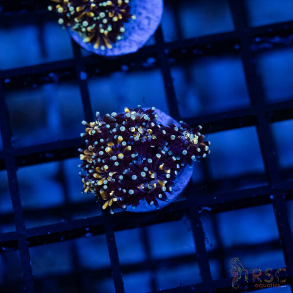 TR Battle Star Galaxea I01