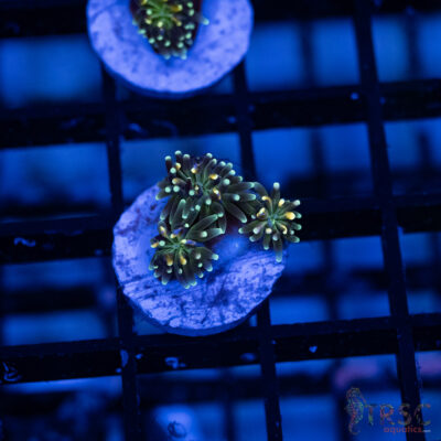 ARC Lemon Lime Galaxea I08