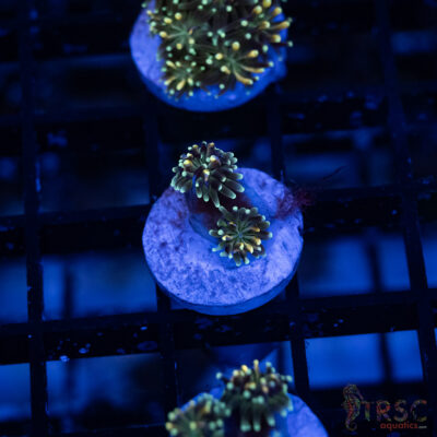 LIVE CORALS FOR SALE LPS, SPS, SOFTIES & DRY GOODS 22 ARC Lemon Lime Galaxea I13