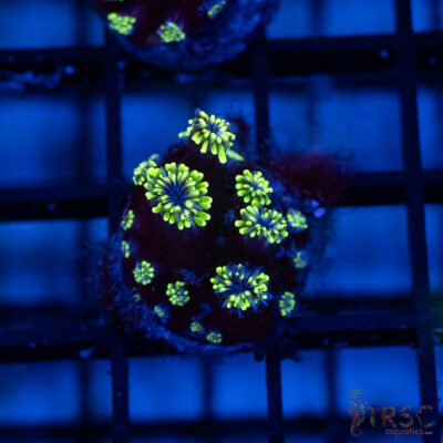 Green Star Galaxea J01