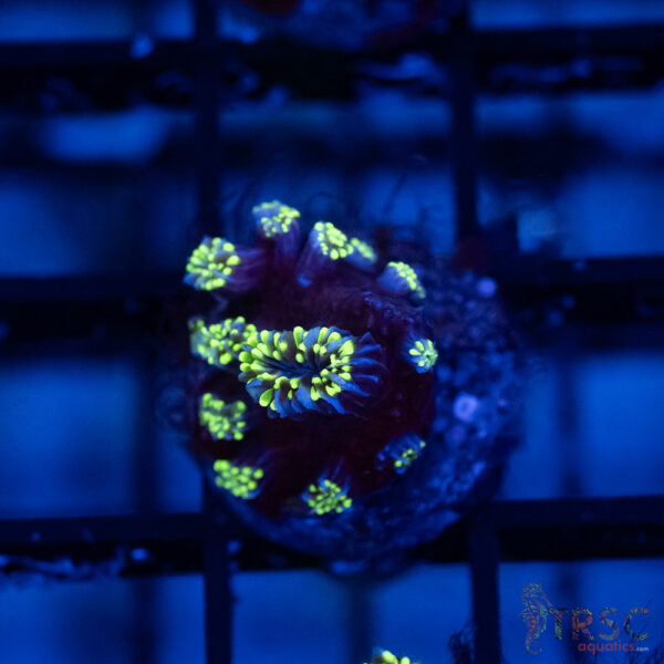Green Star Galaxea J02