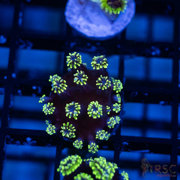 Green Star Galaxea J04