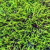 Green Star Polyps 1 green star polyp