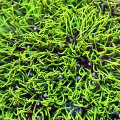 Green Star Polyps