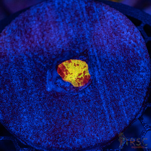 Jawbreaker Mushroom A07