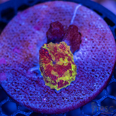 Jawbreaker Mushroom A08