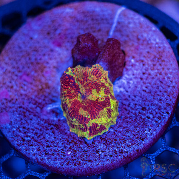 Jawbreaker Mushroom A08