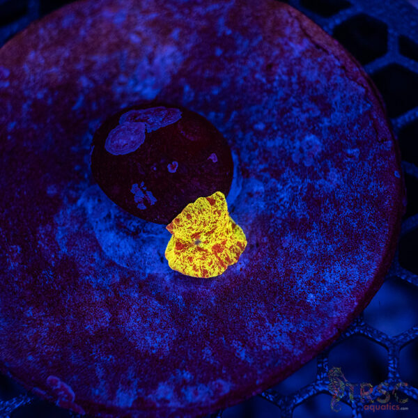 Jawbreaker Mushroom A09