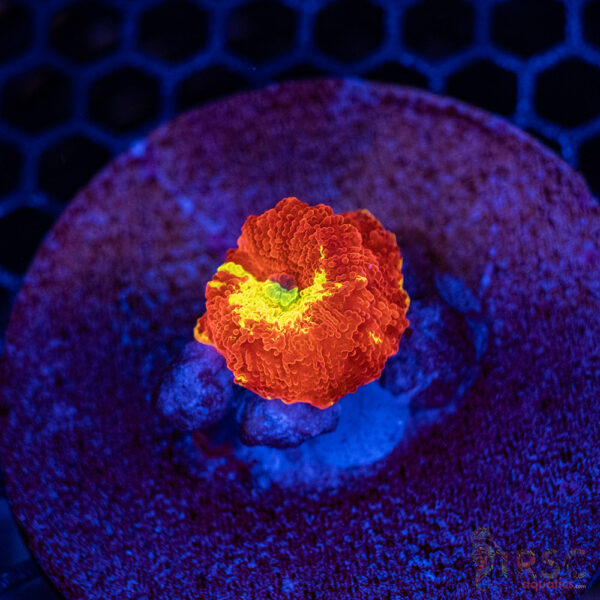 Jawbreaker Mushroom A11