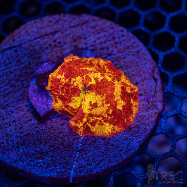 Jawbreaker Mushroom A12