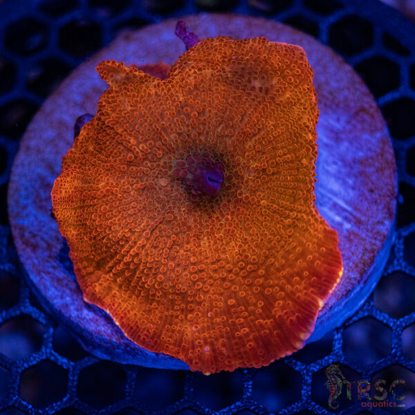 Jawbreaker Mushroom A13
