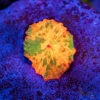 Jawbreaker Mushroom A14 2 TRSC 08192025 SHROOMTANK A14