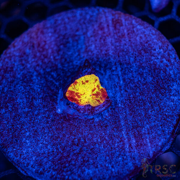 Jawbreaker Mushroom A15