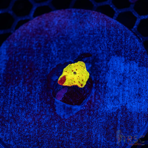 Jawbreaker Mushroom A16