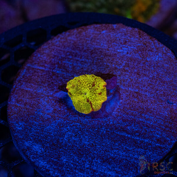 Jawbreaker Mushroom A20