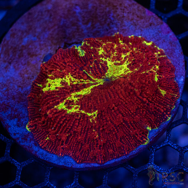 Jawbreaker Mushroom A21
