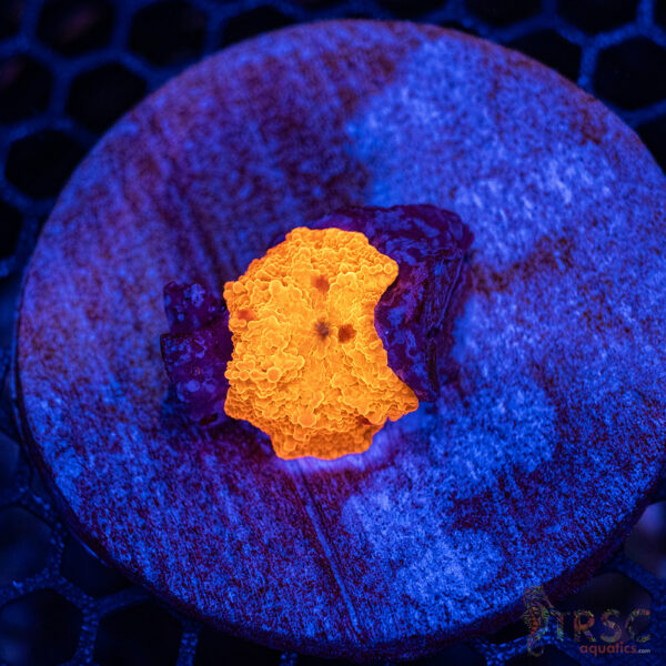 Jawbreaker Mushroom A23