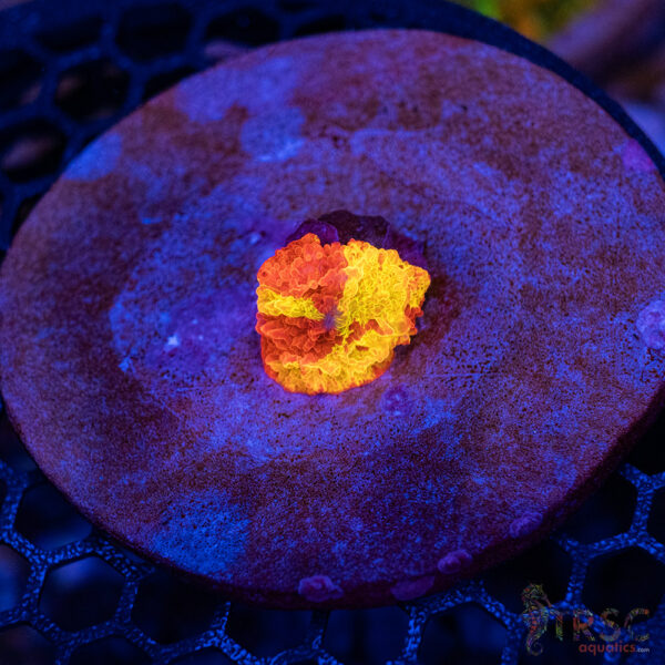 Jawbreaker Mushroom A24
