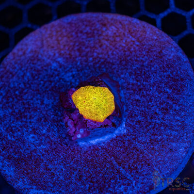 Jawbreaker Mushroom A26