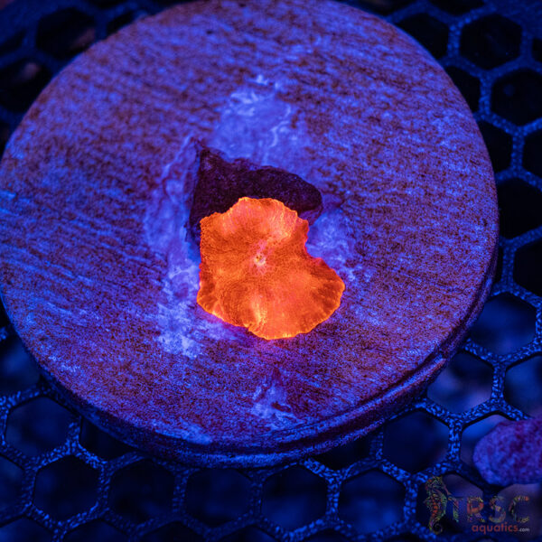 Jawbreaker Mushroom A27
