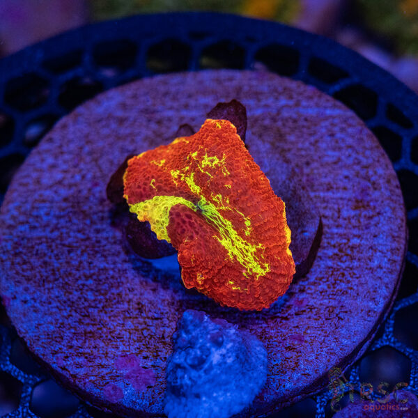 Jawbreaker Mushroom A28