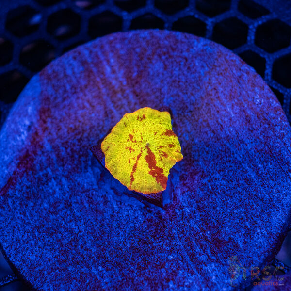 Jawbreaker Mushroom A29