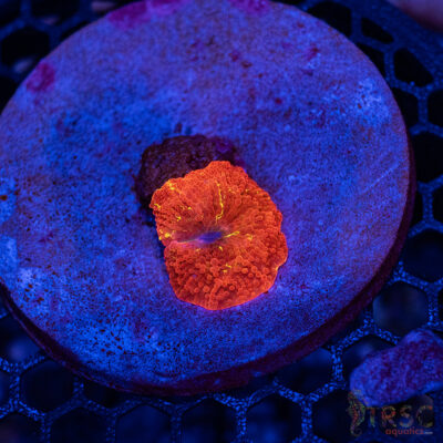 Jawbreaker Mushroom A30