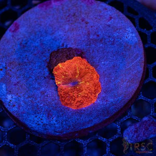Jawbreaker Mushroom A30