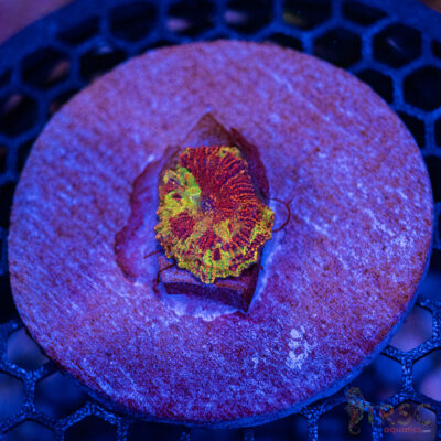 Jawbreaker Mushroom A33