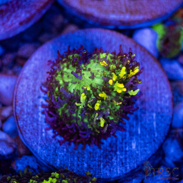 Magic Carpet Mushroom A34
