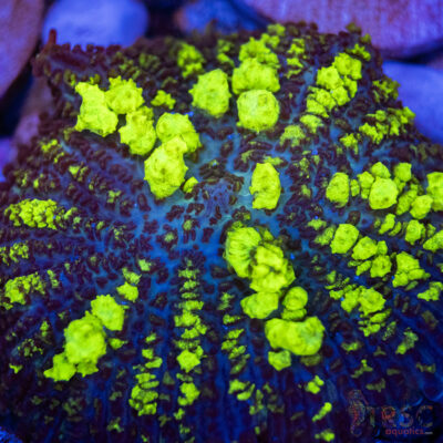 Uranium Bounce Mushroom A35