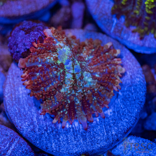 Biohazard Dune Bounce Mushroom A36