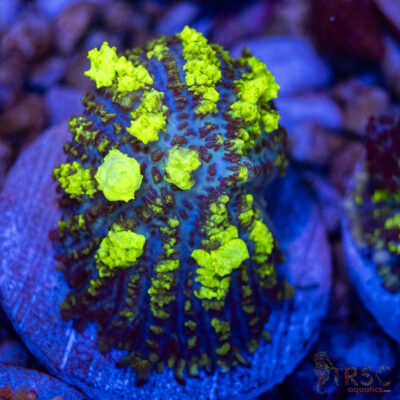 Uranium Bounce Mushroom A37