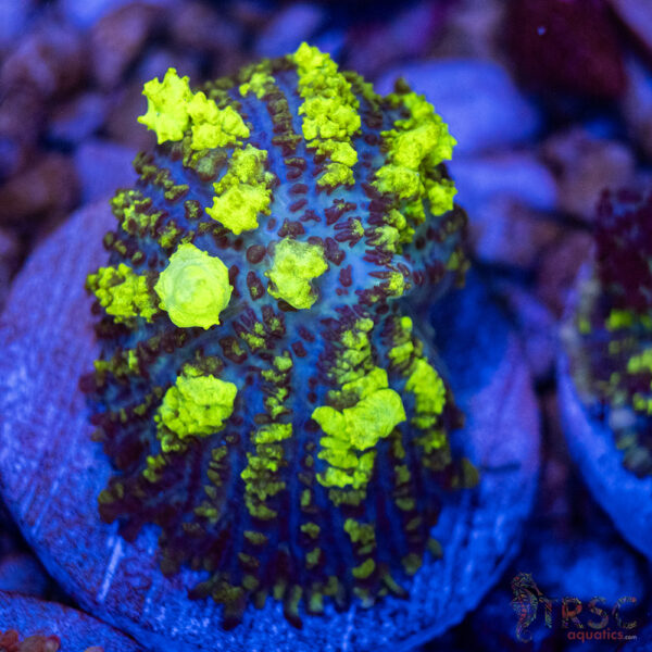 Uranium Bounce Mushroom A37