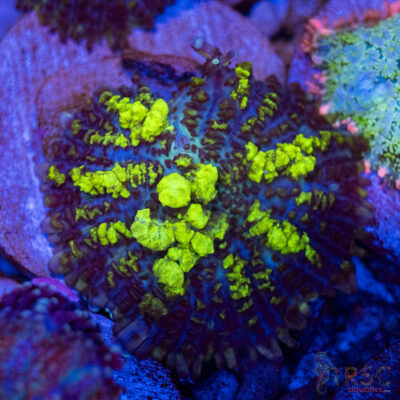 Uranium Bounce Mushroom A38