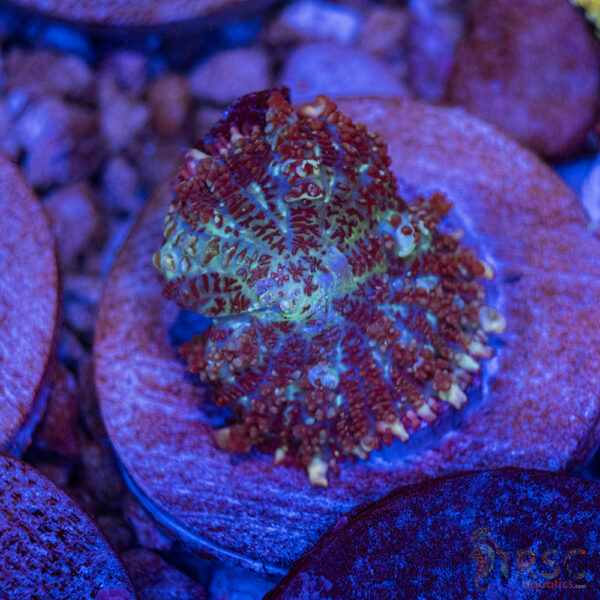 Biohazard Dune Bounce Mushroom A39
