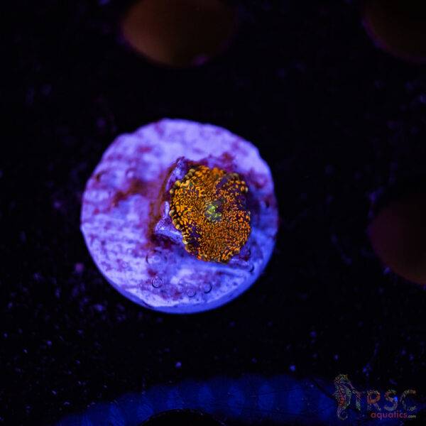 Red Rhodactis Mushroom A01