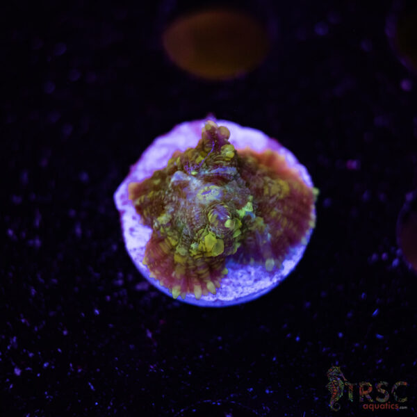 Biohazard Bounce Mushroom A02