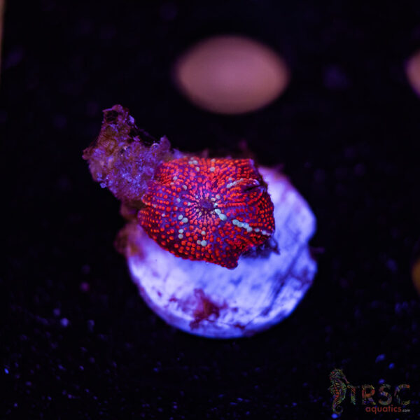 Red Galaxy Mushroom A03