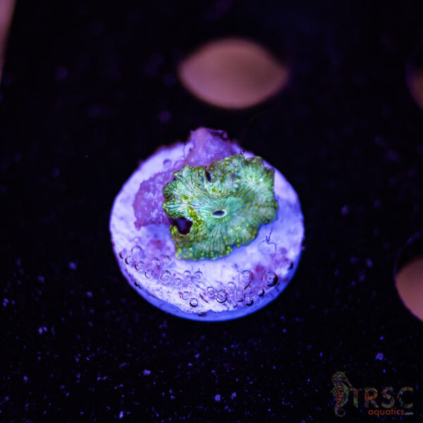 Green Dots Mushroom A04